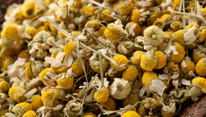 What Does Chamomile Smell Like?