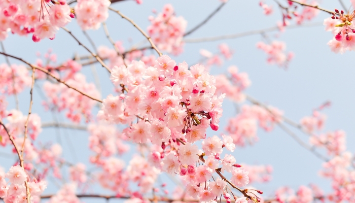 What Does Cherry Blossom Smell Like?