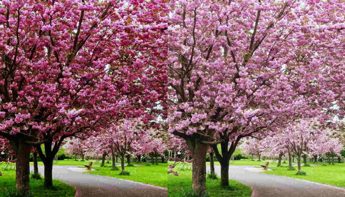cherry-blossom-flowers-in-gardens