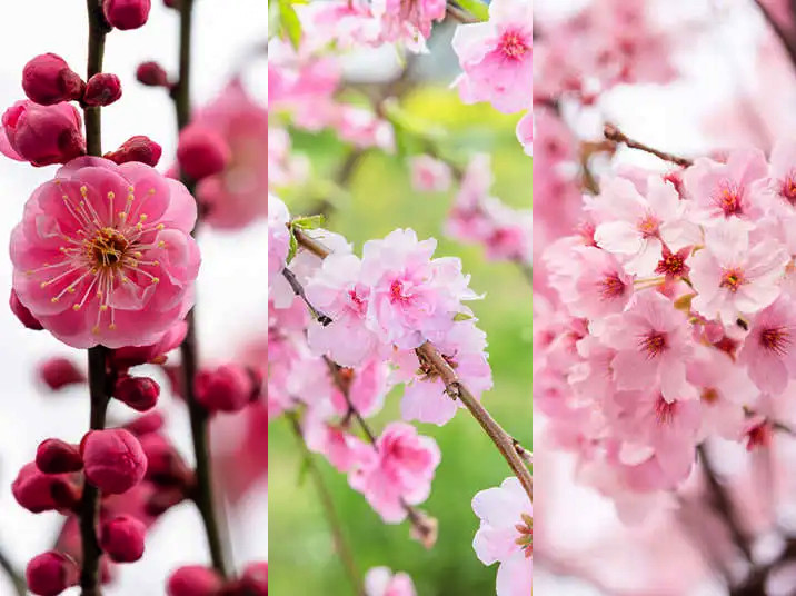 different-types-of-cherry-blossoms-how-they-smell