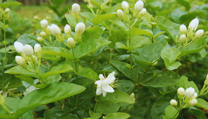 origin-and-history-of-jasmine