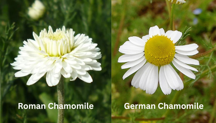 roman-chamomile-and-german-chamomile