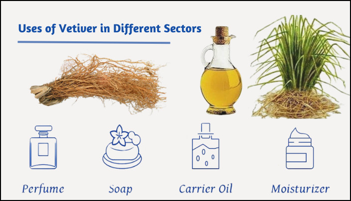 uses-of-vetiver-in-different-sectors
