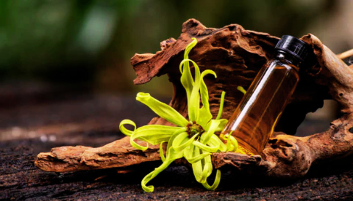 what-are-the-uses-and-benefits-of-ylang-ylang