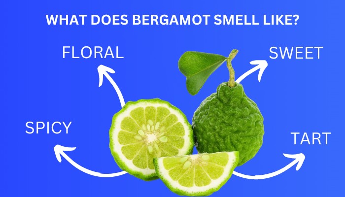 what-does-bergamot-smell