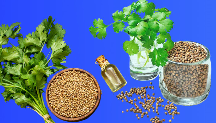 what-does-coriander-smell-like