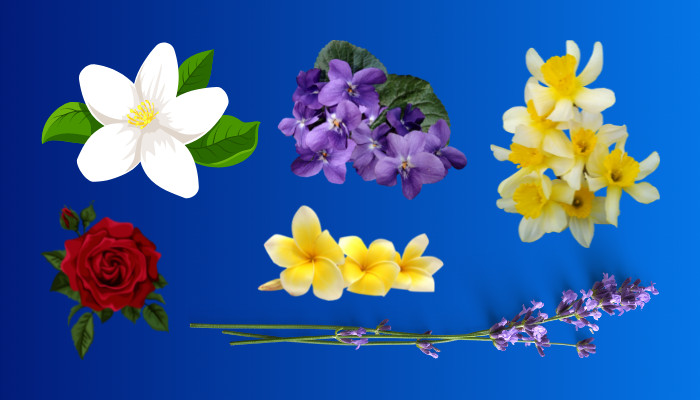 which-flowers-are-used-to-make-perfumes